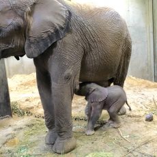 Kleiner Elefant: Ein Geschenk für die Händelstadt Halle Kleiner Elefant: Ein Geschenk für die Händelstadt Halle