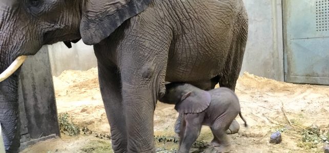 Kleiner Elefant: Ein Geschenk für die Händelstadt Halle