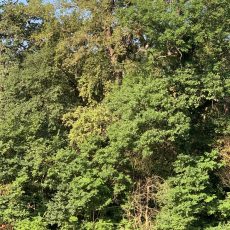 Unterstützung für Halles Bäume – Stadt plant Pflanzaktion am 3. Oktober